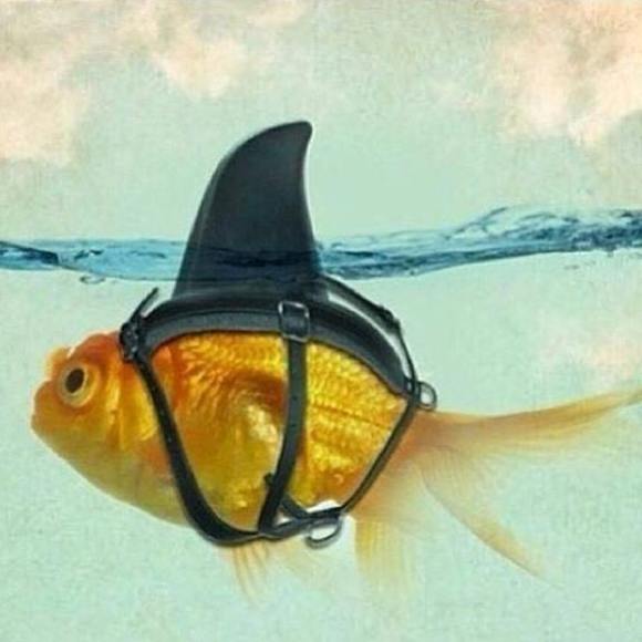 Meet your Posher, Angela - Picture 1 of 1